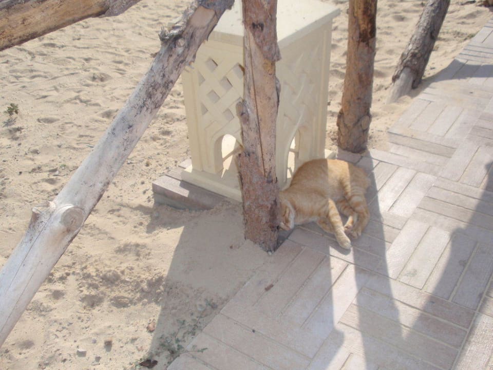 Katze Occidental Marco Polo