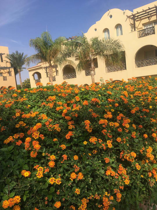 Gartenanlage Stella Garden Resort & Spa, Makadi Bay