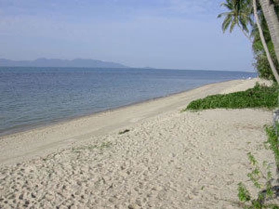 Pang Po Beach Coconut Tropicana T 1