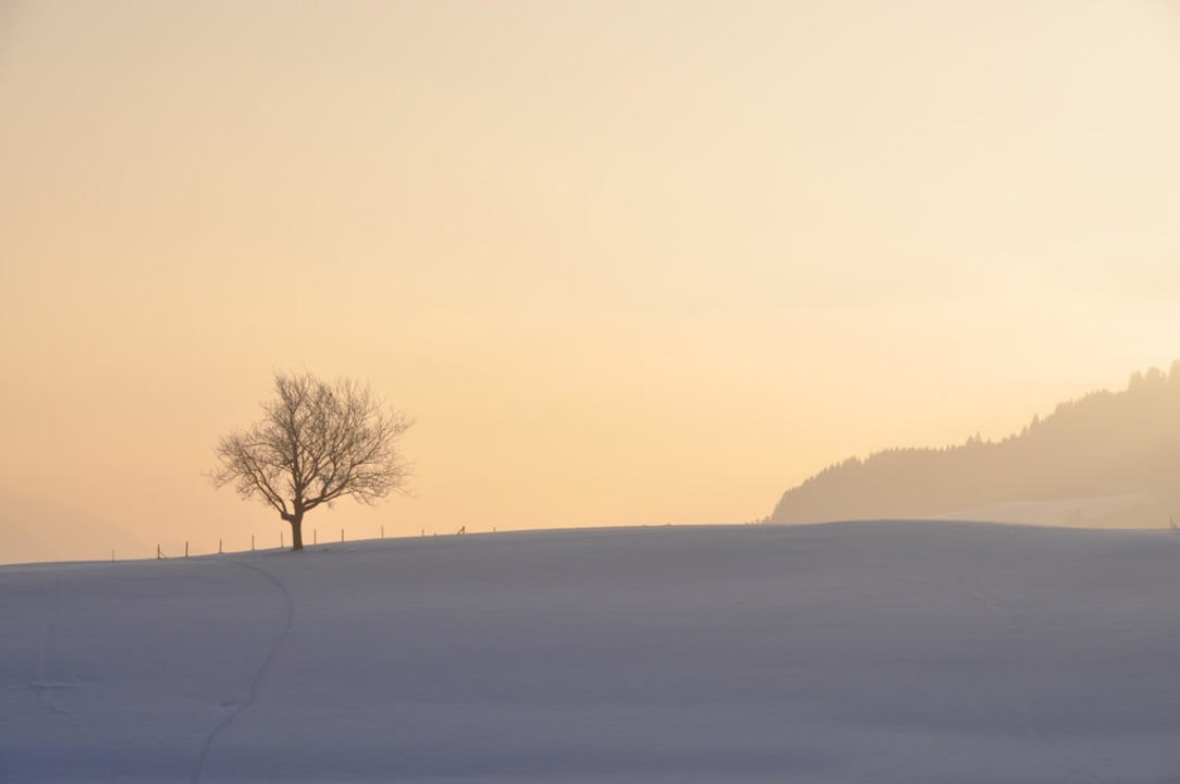 Wahrscheinlich der meistfotografierte Baum  Haubers Naturresort