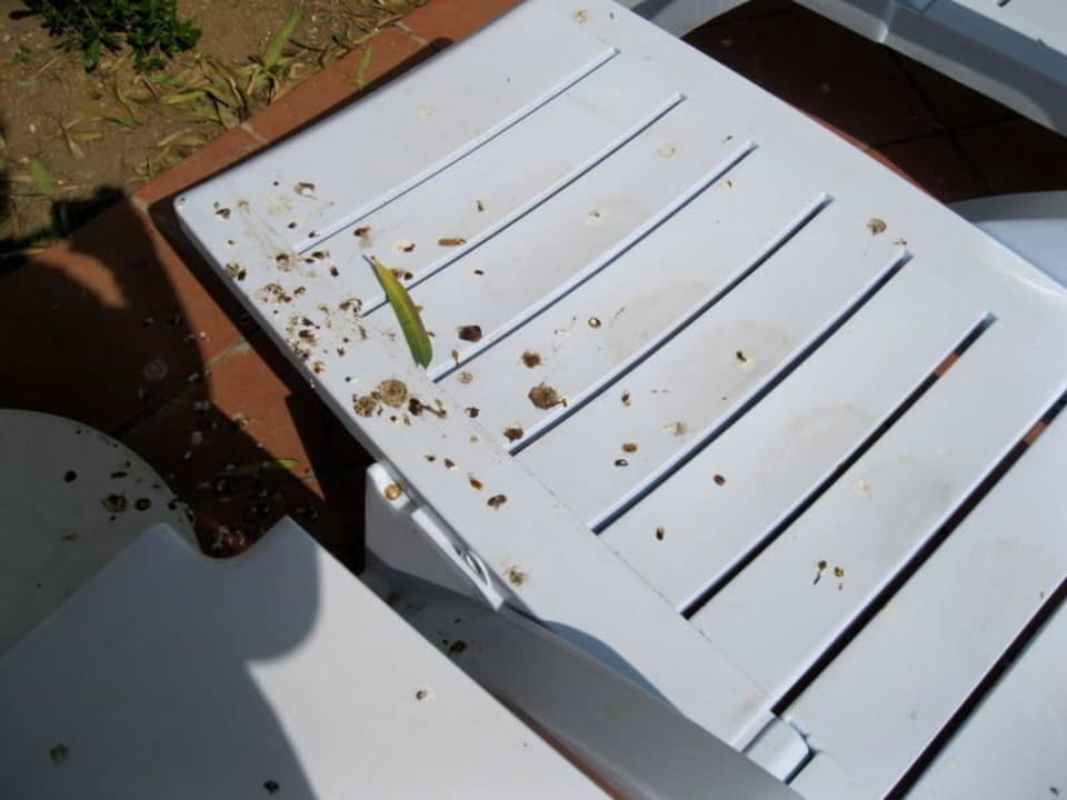 Liegen am Pool Salamis Bay Conti Resort Hotel & Casino