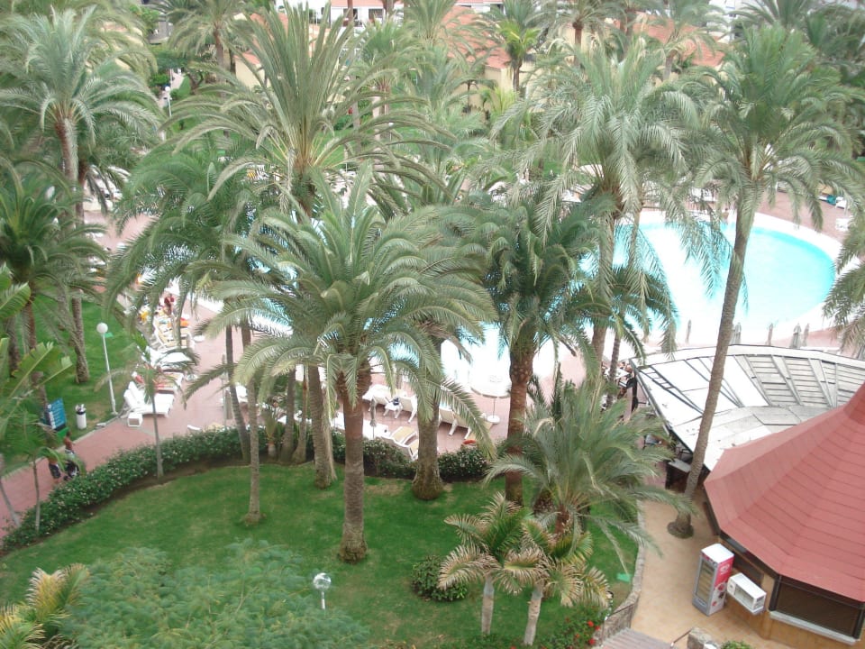 Zum Pool Hotel Riu Palace Palmeras