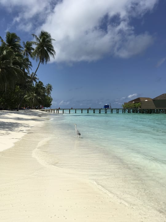 Strand Meeru Maldives Resort Island