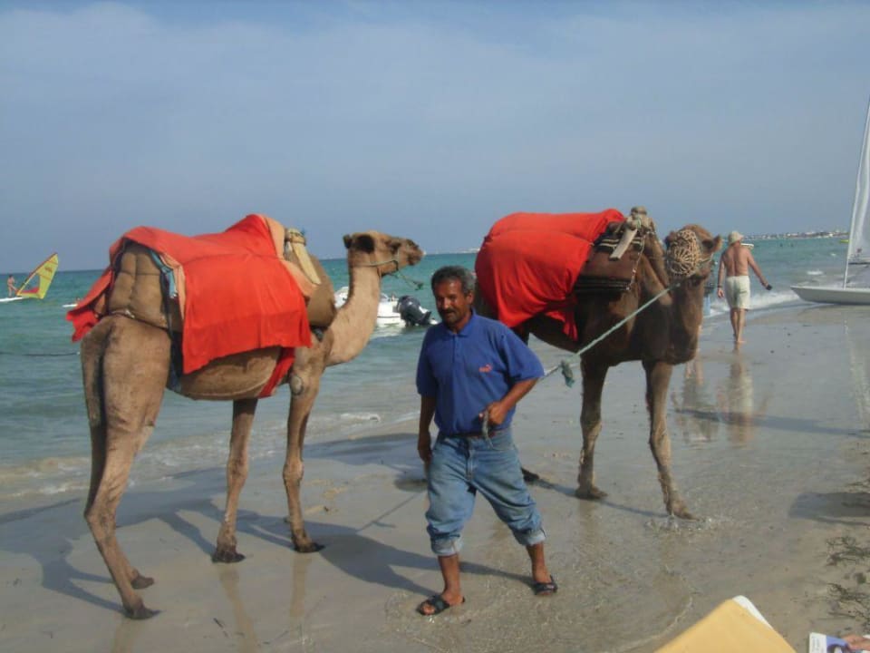 Reiten... Hotel Djerba Resort