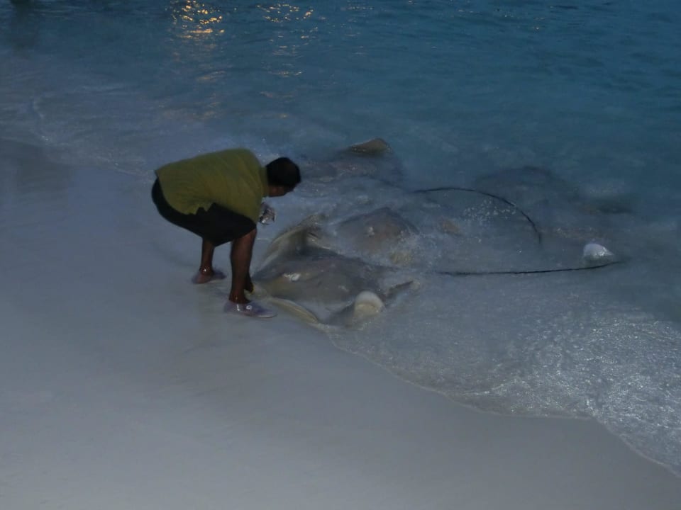 Rochenfütterung Kuramathi Maldives