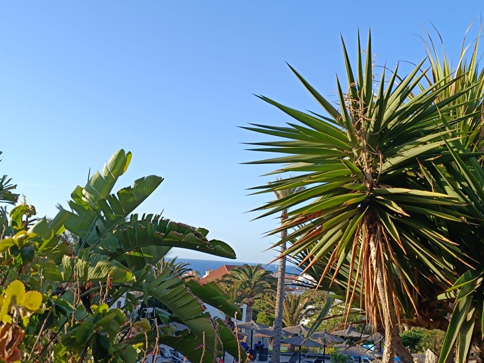 Gartenanlage allsun App.-Hotel Esquinzo Beach