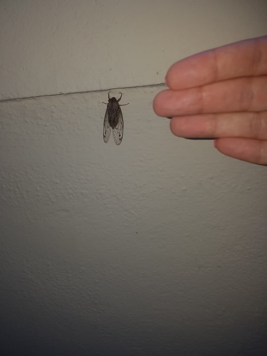 Zimmer Megasaray Club Belek