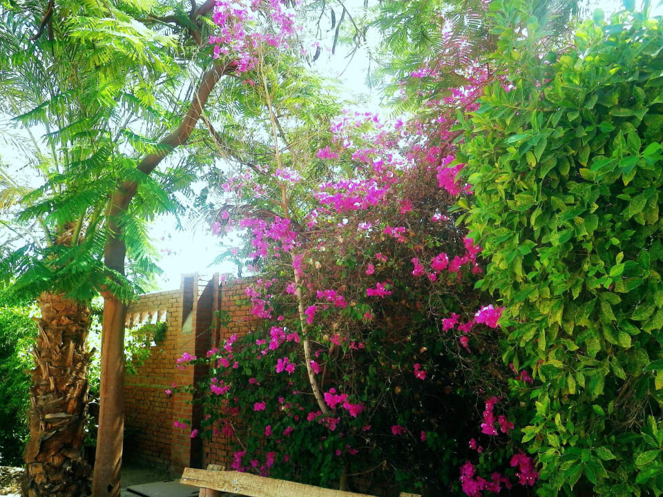 Blütenracht Shams Alam Beach Resort