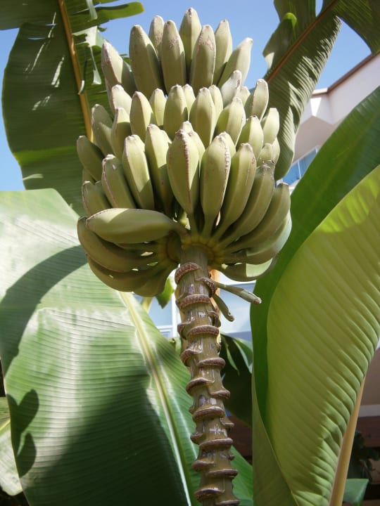 Bananen wachsen im Hotelgarten Cenger Beach Resort & Spa