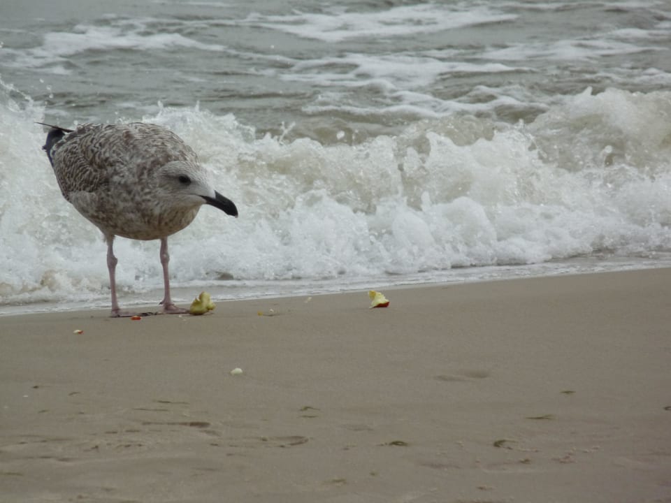 Möwe am Strand Hotel Waldidyll