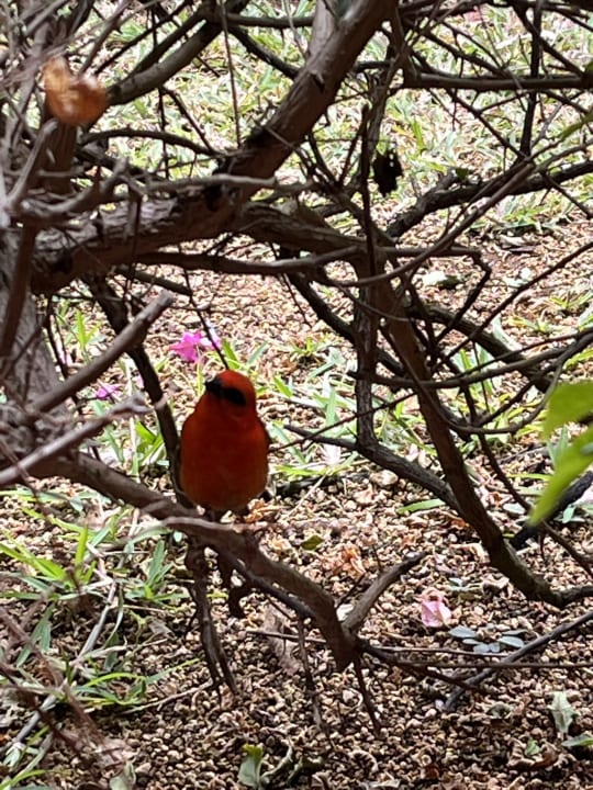 Gartenanlage Tamassa Bel Ombre