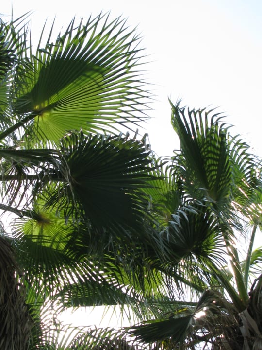 Hotel Süral Saray Süral Saray Hotel