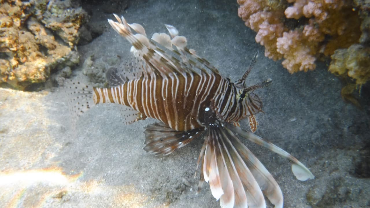 Sport & Freizeit Malikia Resort Abu Dabbab