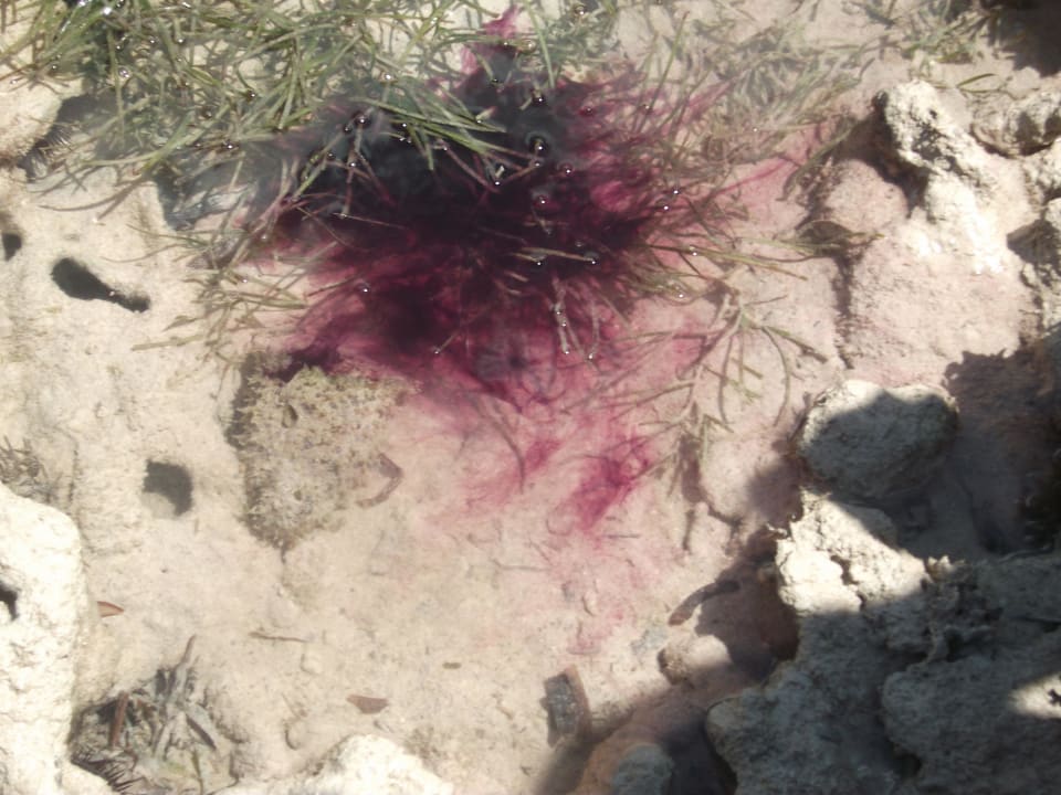 Strand Hotel Papillon Lagoon Reef