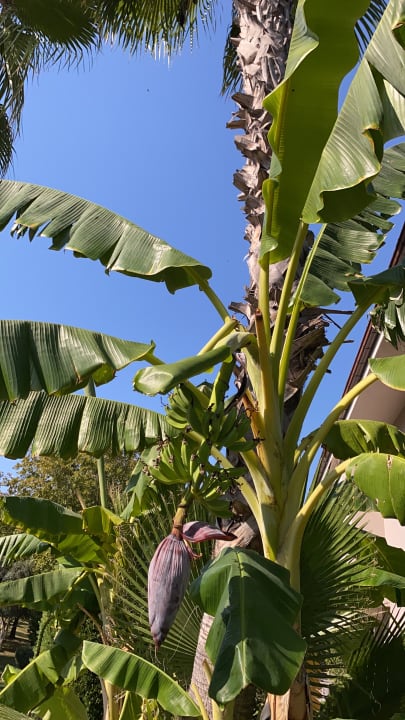 Gartenanlage Sunis Elita Beach Resort & Spa