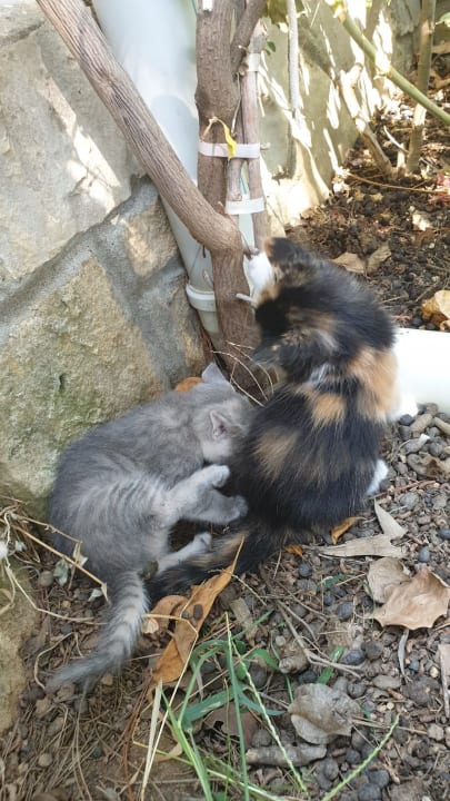 Sonstiges İncekum West Hotel