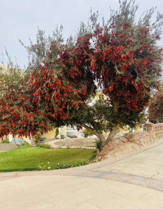 Gartenanlage Palm Royale Resort - Soma Bay