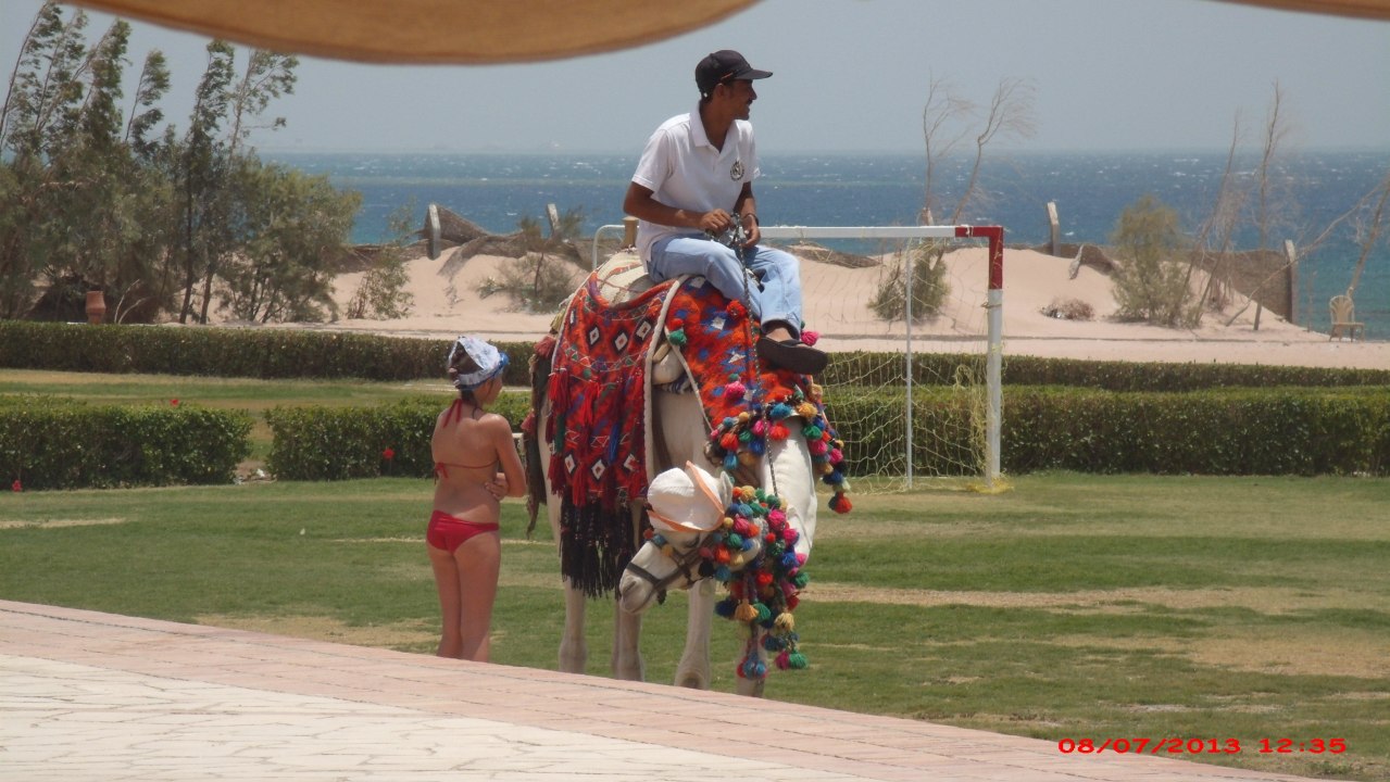 Kamelreiten im Hotel Hotel Mercure Hurghada