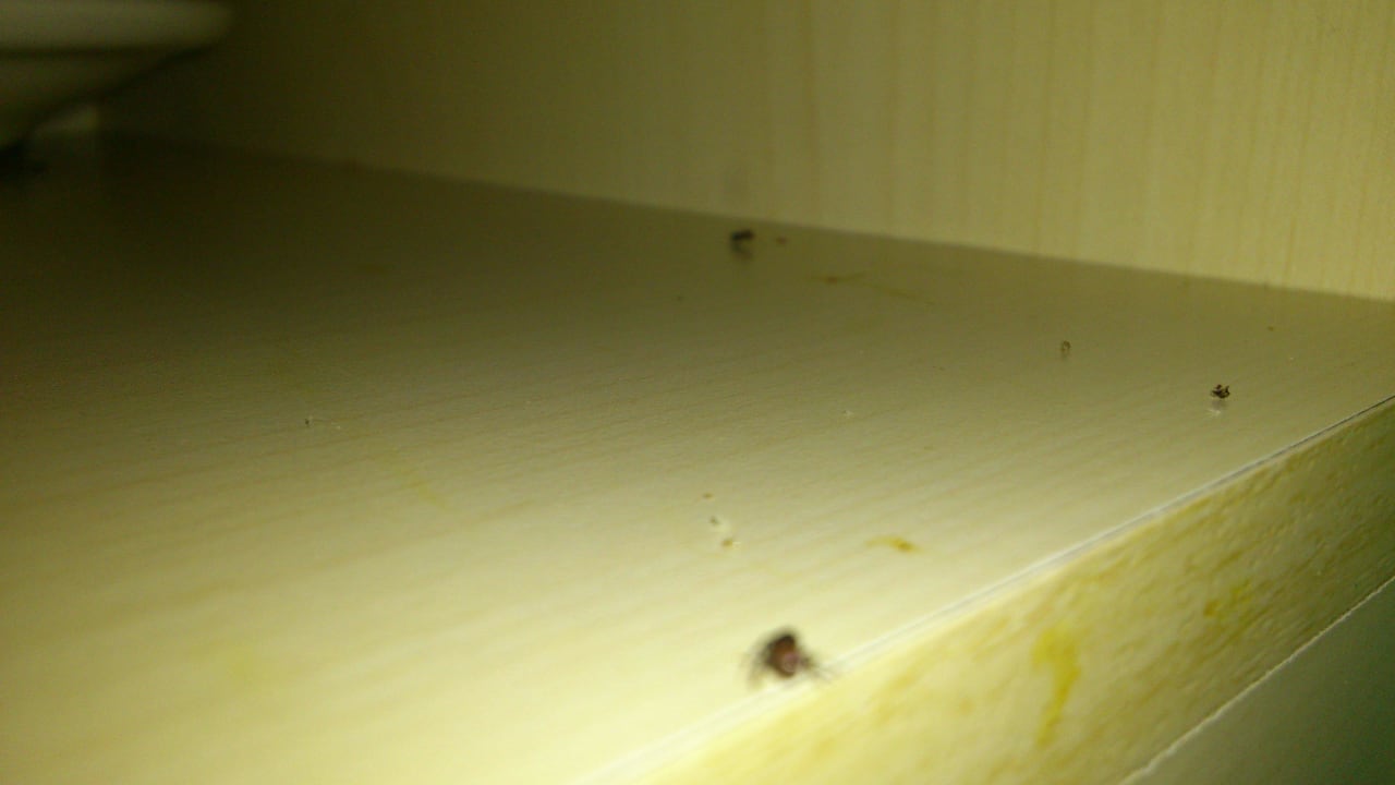 "Weitere Ameisen im Küchenschrank" Camping & Bungalows