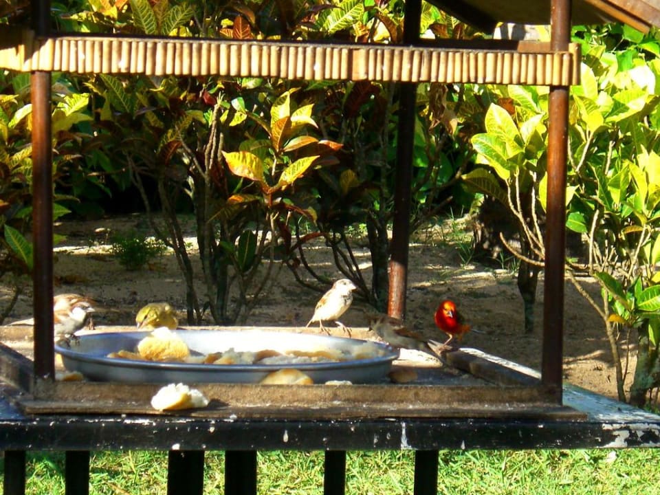 Futter-Station Le Meridien Ile Maurice