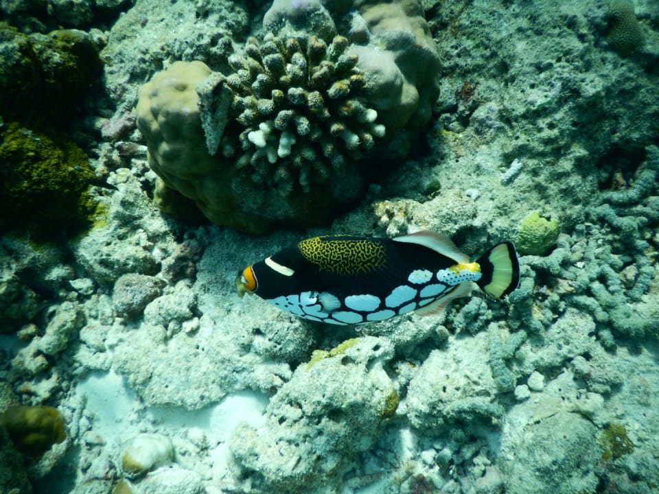 Sport & Freizeit NH Collection Maldives Reethi Resort