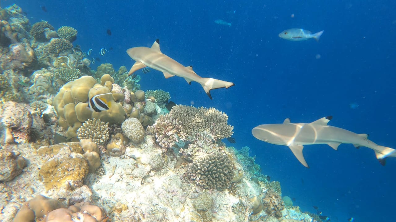 Sport & Freizeit Filitheyo Island Resort