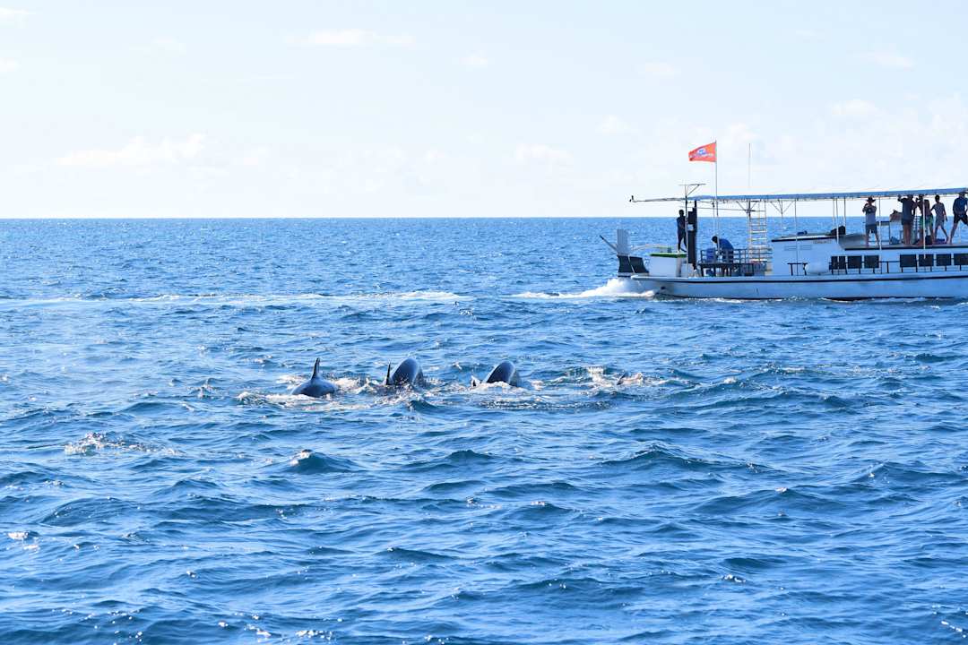 Delfinjagd Kuredu Island Resort & Spa