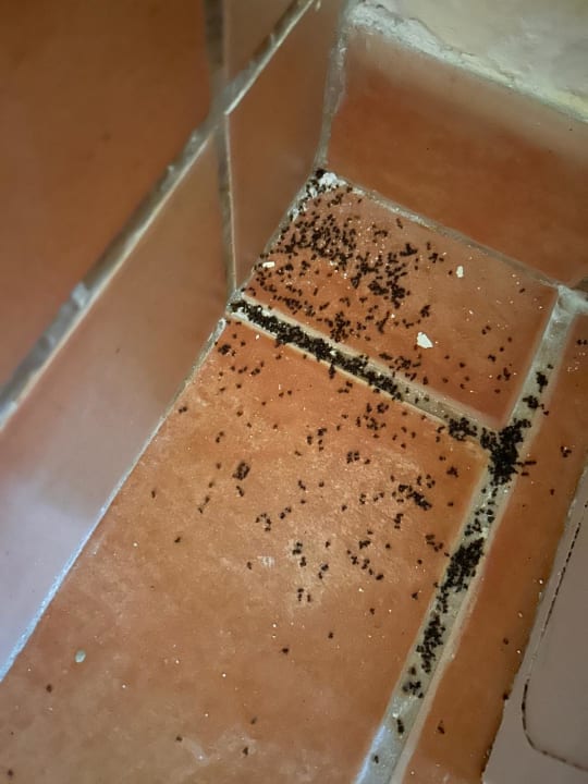 Zimmer Apartments Bellevue Plava Laguna