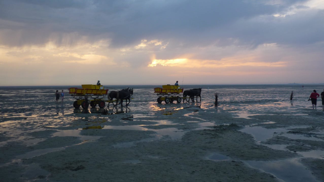 Wattwagenfahrt zur Insel Neuwerk Armarova Ihre Ferienpension