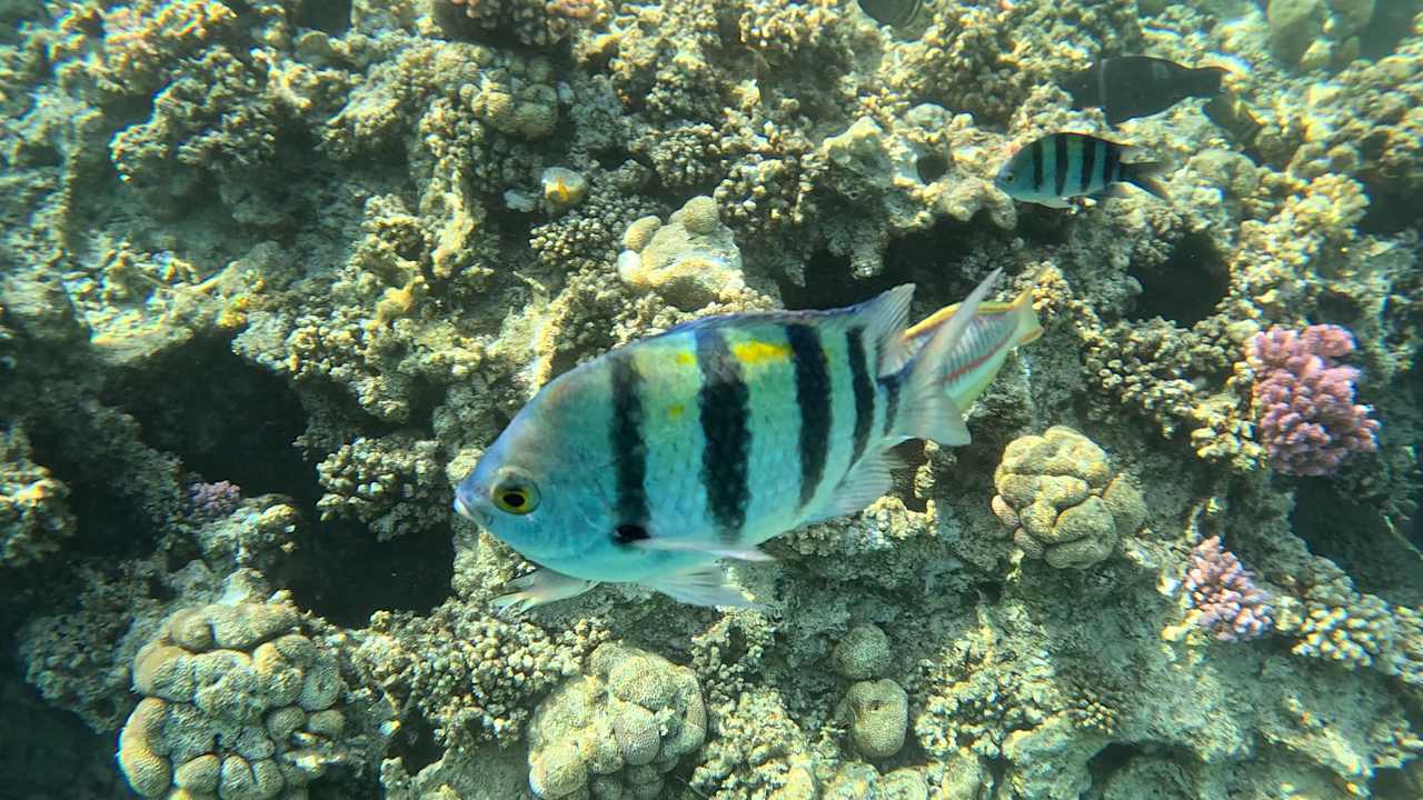 Strand Pickalbatros Sands Hotel - Port Ghalib