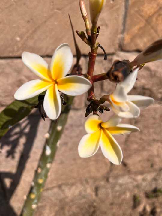 Gartenanlage SUNRISE Cardina Resort