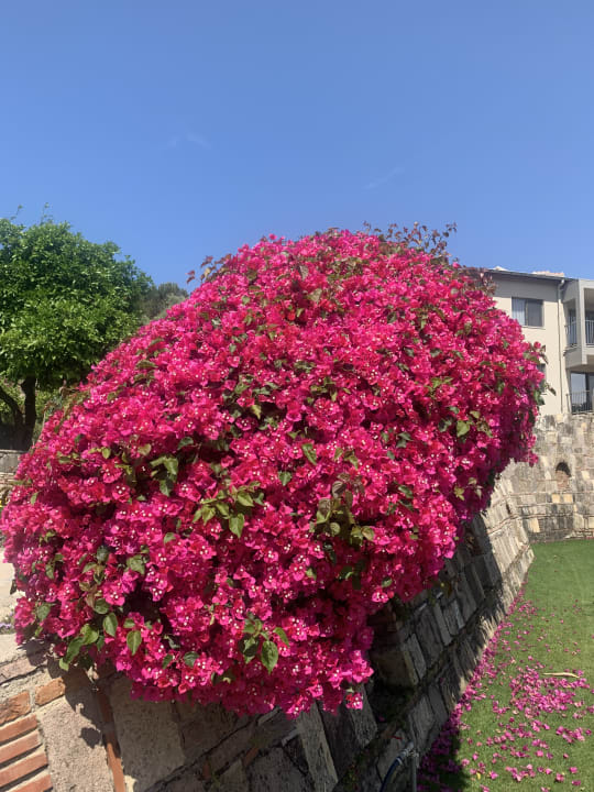 Gartenanlage Arum Barut Collection