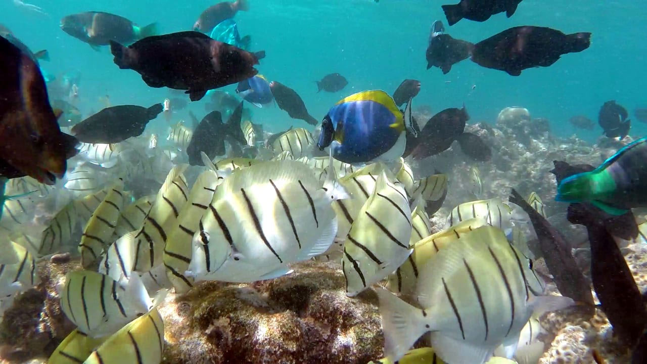 Sport & Freizeit Eri Maldives