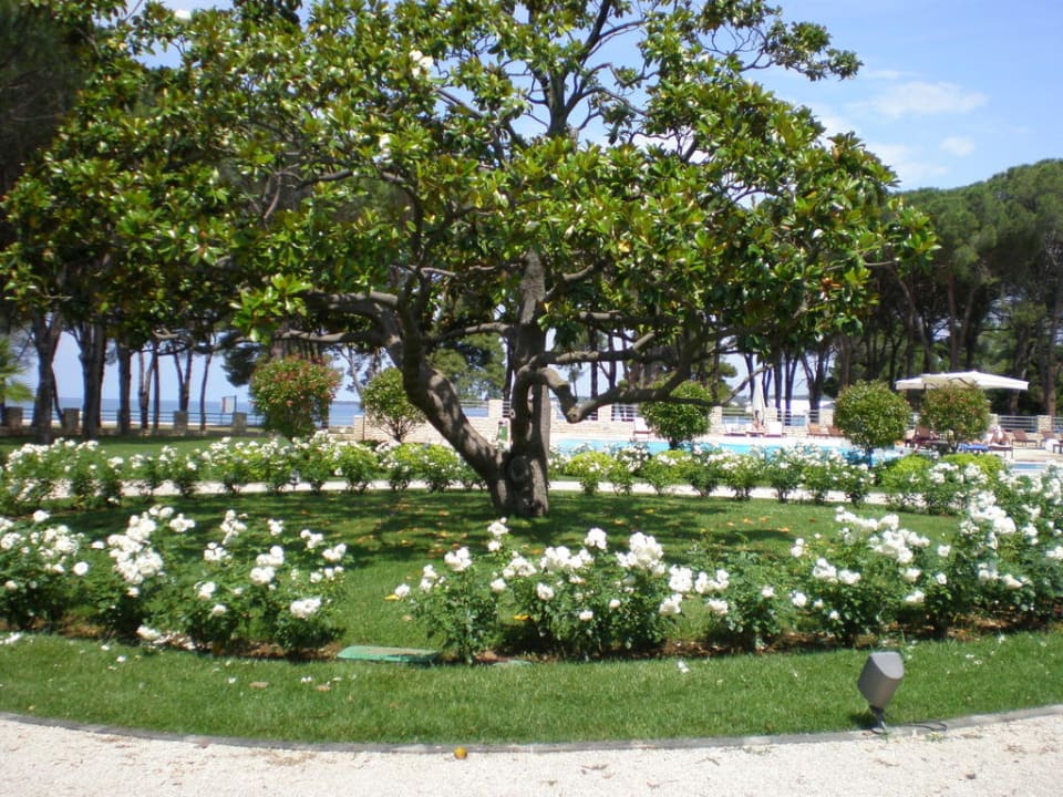 Magnolienbaum im Park Falkensteiner Hotel Adriana