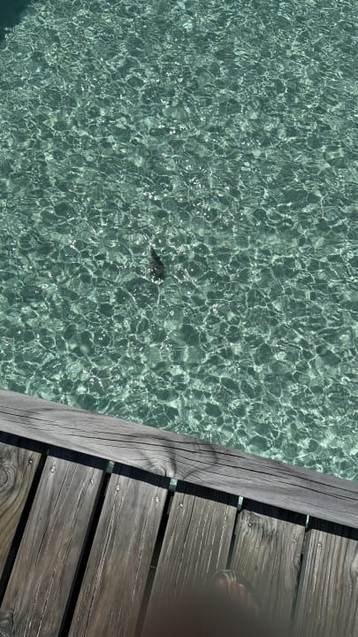 Strand OZEN LIFE MAADHOO