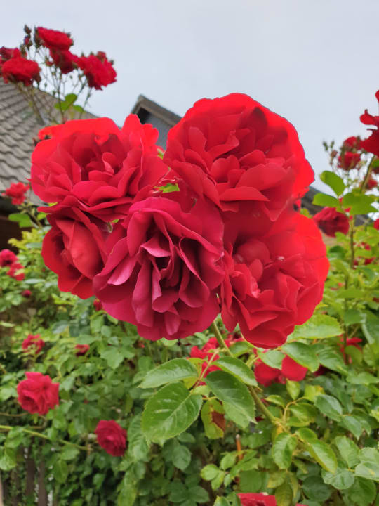 Gartenanlage Ferienbauernhof Liesenberg mit Meerblick