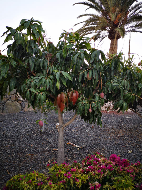 Gartenanlage R2 Bahía Playa Design Hotel & Spa - Adults Only