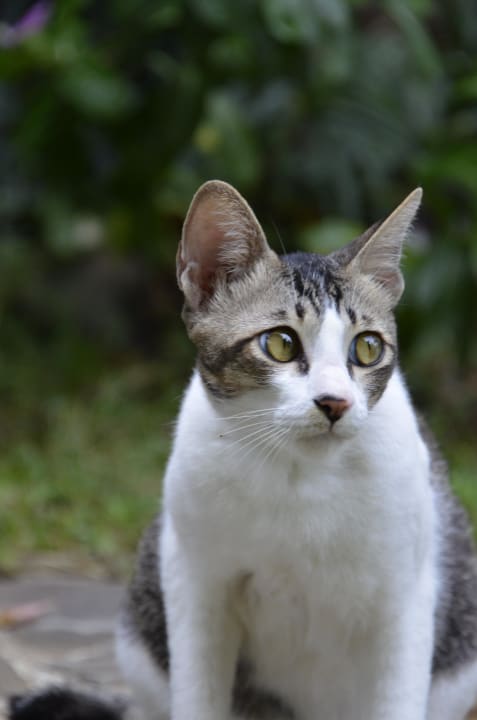 Hauskatze Saraswati Holiday House