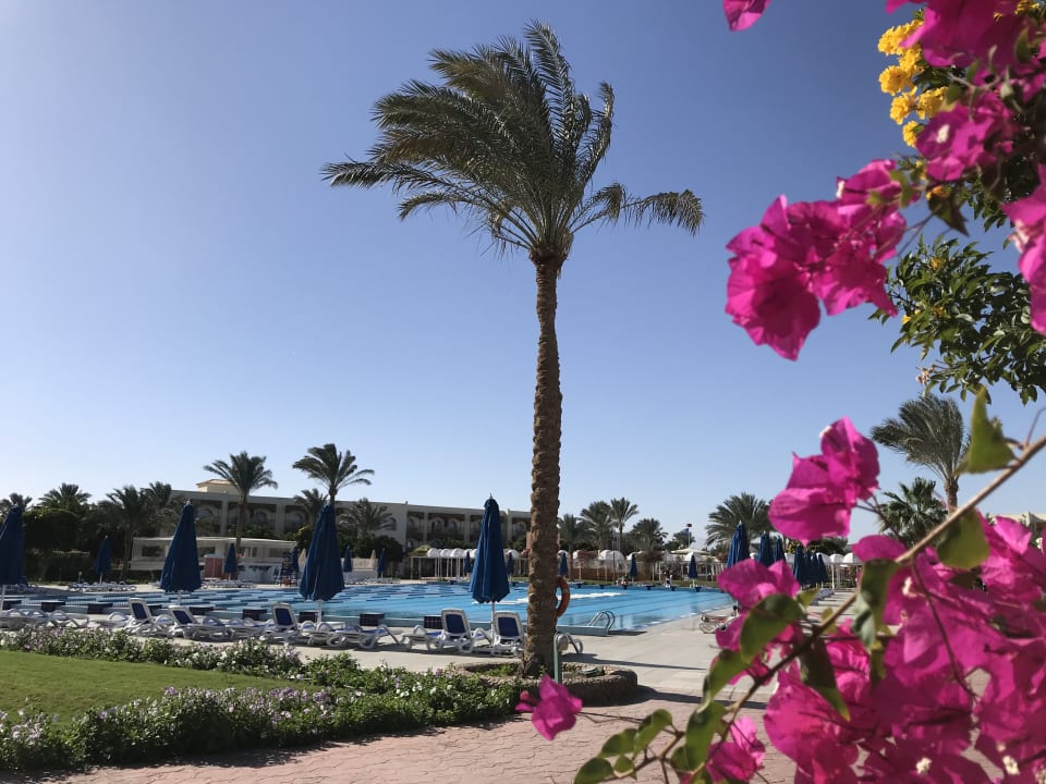 Gartenanlage Desert Rose