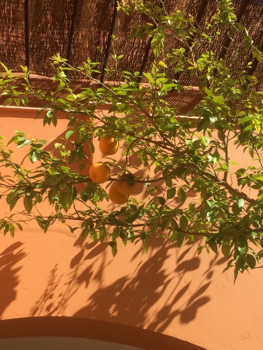 Sonstiges Jaz Makadi Blue - TUI BLUE Makadi - Adults Friendly 16 Years Plus