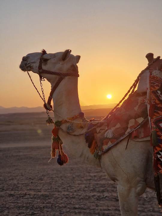 Sport & Freizeit Three Corners Sea Beach Resort