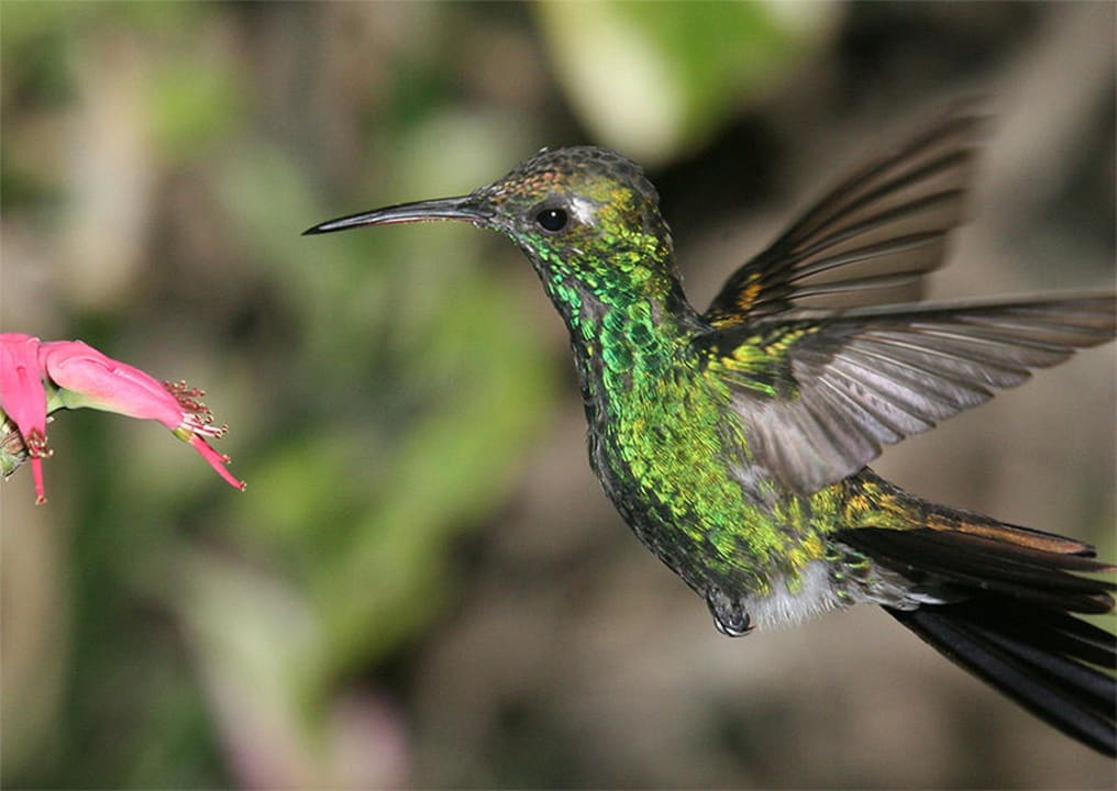 Kolibri Gran Club Santa Lucia