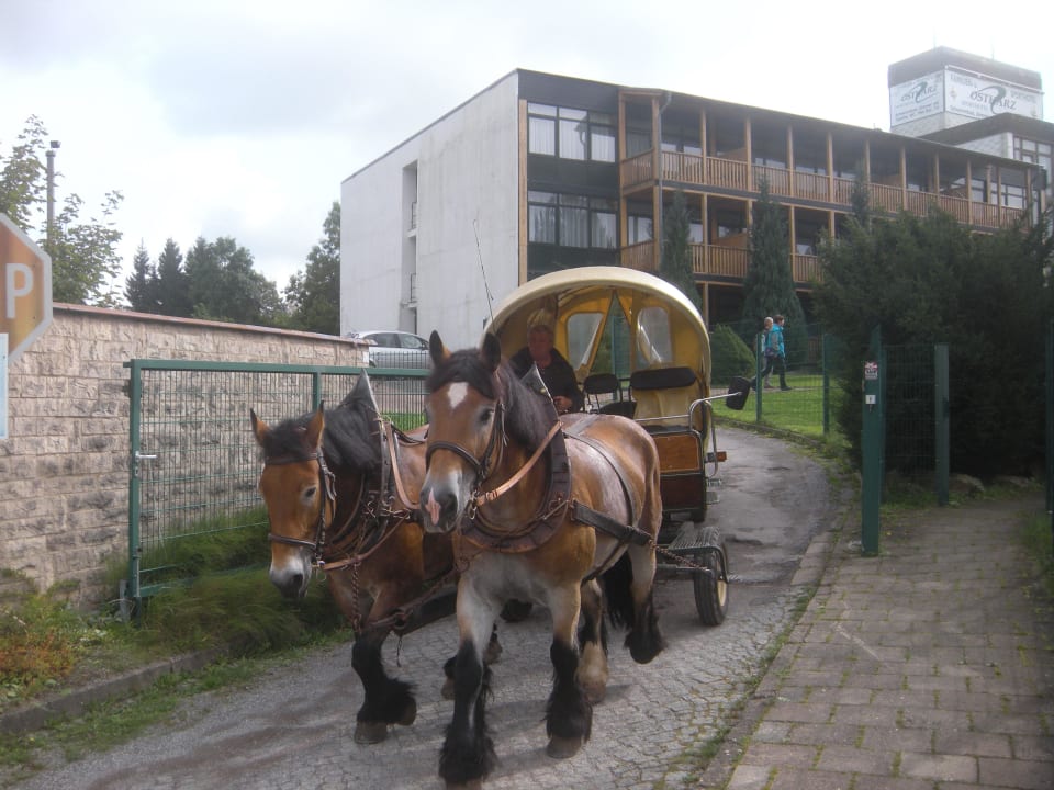 Kutschfahrt in die schöne Umgebung Landhotel Harz