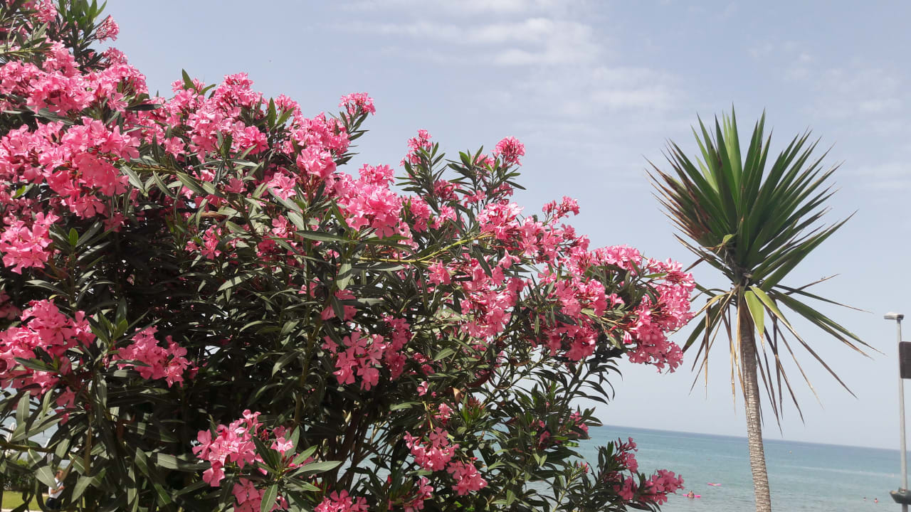 Ausblick Clover Magic Nova Beach