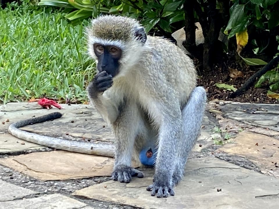 Gartenanlage Bahari Beach Hotel