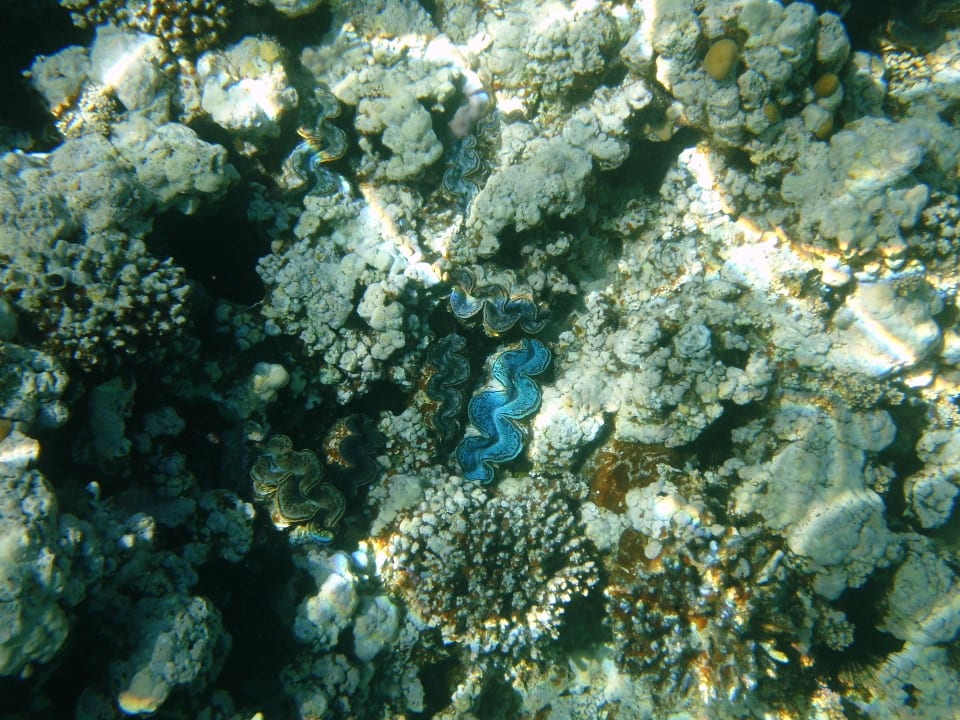 Sport & Freizeit Cleopatra Luxury Resort Makadi Bay