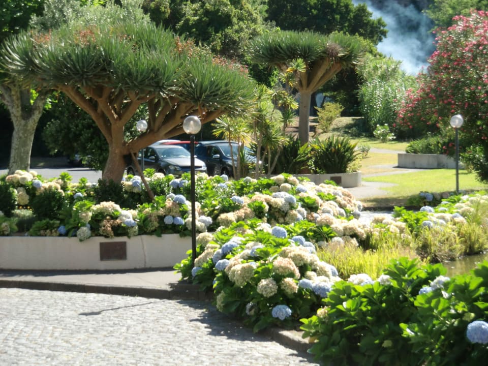 Parkplatzbegrünung vor dem Hotel Pestana Bahia Praia Nature & Beach Resort