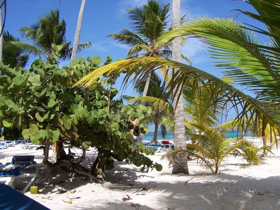 Aussicht zwischen den Palmen Villas Bavaro Resort & Spa