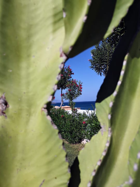 Gartenanlage Atrium Palace Thalasso Spa Resort & Villas