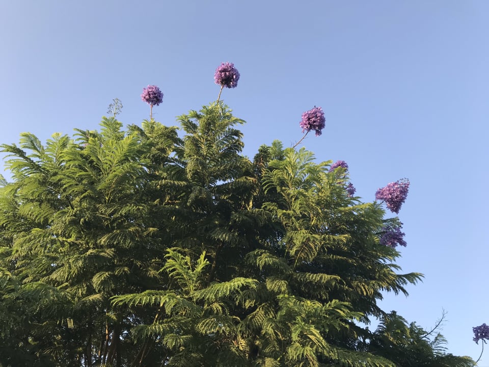 Gartenanlage Stella Beach Resort & Spa Makadi Bay